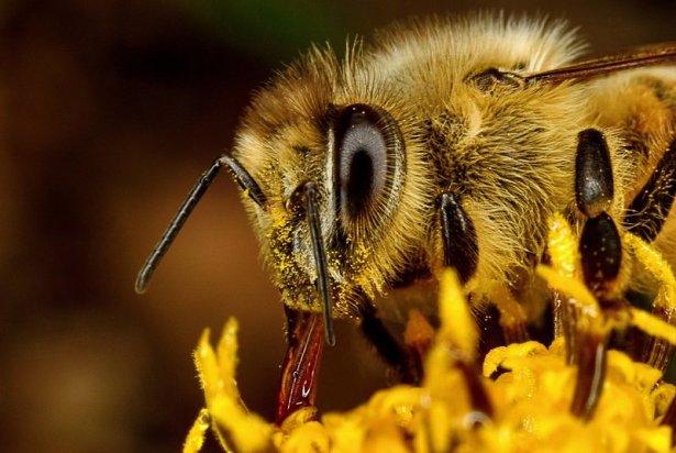 Feeding_Honey_Bee_II_by_Japers